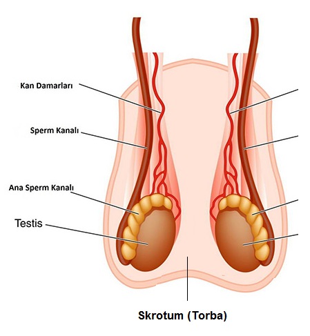 İnmemiş Testis