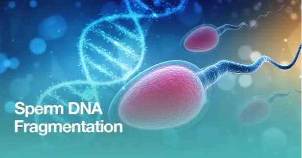 Sperm DNA Hasarı